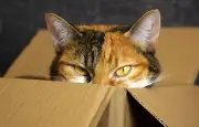 Canicule : comment protéger son chien ou son chat des coups de chaud