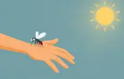 Canicule et moustiques : chaleur et pluie, le duo qui favorise leur prolifération