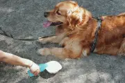 Canicule : les bons réflexes pour protéger vos animaux de compagnie