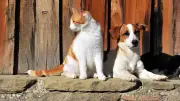 Canicule : les signes alarmants d'un coup de chaleur chez chien et chat