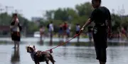 Canicule : les vétérinaires alertent sur les risques mortels pour les chiens