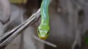 Canicule : pourquoi les serpents entrent dans les maisons et comment réagir