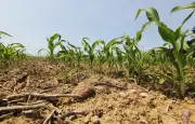 Canicule précoce : 40°C attendus, une vague de chaleur durable s'installe
