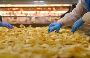 Canicule : une usine de chips Brets contrainte à l'arrêt dans le Morbihan