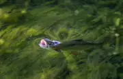 Canicules aquatiques : poissons en danger, respiration menacée