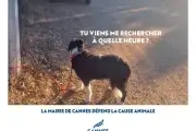 Cannes lance sa campagne estivale contre l'abandon et la mort des chiens en voiture