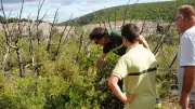 Changement climatique : la forêt de l'Hérault se transforme déjà