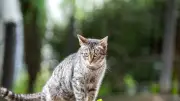 Chat enterré vivant dans une cage : un couple le découvre en agitant des croquettes