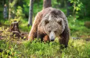 Cinq pays de l'UE veulent réduire la protection des ours bruns
