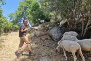 Éco-pâturage : 40 chèvres investissent la forêt de la Beaucaire à Toulon
