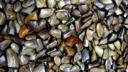 Contamination aux toxines : interdiction de coquillages filtreurs dans le Gard