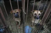 Corée du Sud : mystère sur le sort des chiens après l'interdiction de l'élevage