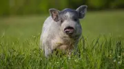 Course contre la montre pour sauver Bobby, le petit cochon errant dans les Bouches-du-Rhône