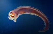 Créatures abyssales : adaptations fascinantes à la vie dans l'obscurité