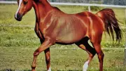 Creissan Équitation : fête de fin de saison le 20 juin