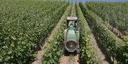 Cuivre nocif : les viticulteurs bio cherchent des alternatives au mildiou