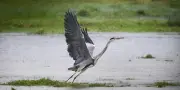 Déclin de 18% des oiseaux communs en France en 25 ans