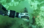 Découverte du plus grand cimetière de baleines au monde dans l'océan Indien