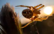 Découverte d'une araignée catapulte en Australie