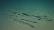 Découverte majeure : un cimetière de près de 500 baleines au fond de l'océan Indien