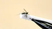 Dengue à Sète : quartier confiné pour démoustication nocturne