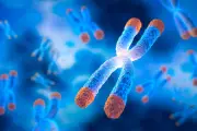 Des chercheurs niçois humanisent la levure pour percer les secrets du cancer