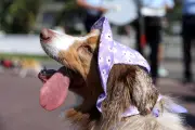 Des parfums pour animaux fabriqués à Grasse et Lyon par Ladybel