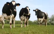 Des vaches s'invitent dans un hôpital allemand et montent au deuxième étage