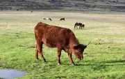 Drame dans le Tarn : un éleveur tué par son taureau après une fête