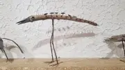 Drôles d'oiseaux à la bibliothèque : exposition Bruno Lelièvre