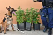 Drogues : l'amende pour cannabis, symbole d'une répression à courte vue
