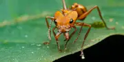 Eau et température : clés de la diversification des fourmis