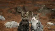 Elle retrouve son logement saccagé et les ossements de ses chats dans le jardin