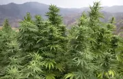 En France, les routes du trafic de cannabis arrivent de partout