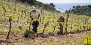 En Toscane, des détenus cultivent des vignes sur l'île-prison de Gorgona