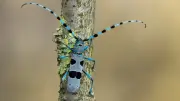 Enquête participative sur les insectes du bois mort dans le Haut-Languedoc