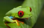 Espagne : trafic d'animaux exotiques démantelé, 256 spécimens saisis