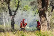 Exercice incendie grandeur nature près d'Hyères : 150 habitants évacués