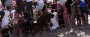 Feria d'Alès : un jeune condamné pour violences sur des policiers