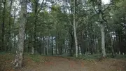 Forêt du Haut-Languedoc : 59 % du territoire, 2 500 emplois