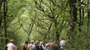 Forêt en fête : 15e édition du 12 au 14 juin à Sylvanès