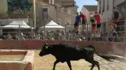Féria de Villeneuve-lès-Béziers : trois jours de fête camarguaise en juillet