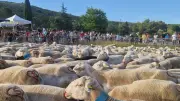 Fête de la transhumance à Aumelas : des centaines de brebis envahissent le village