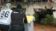 Fête du quartier de Maurin : abrivado et bandido du 12 au 14 juin