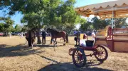 Fête votive 2026 à Marsillargues : programme et temps forts