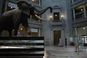 « Ghost Elephants » : Werner Herzog plonge dans l'Angola mystérieux