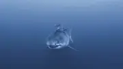 Grand requin blanc filmé pour la première fois en Méditerranée