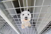 Grande collecte contre l'abandon des animaux le 27 juin dans les Alpes-Maritimes