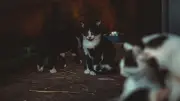 Grasse : 40 chats maltraités et 27 cadavres dans un congélateur découverts
