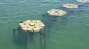 Grau d'Agde : 2,3 M€ pour une barrière mangrove contre l'érosion